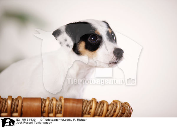 Jack Russell Terrier Welpe / Jack Russell Terrier puppy / RR-51439