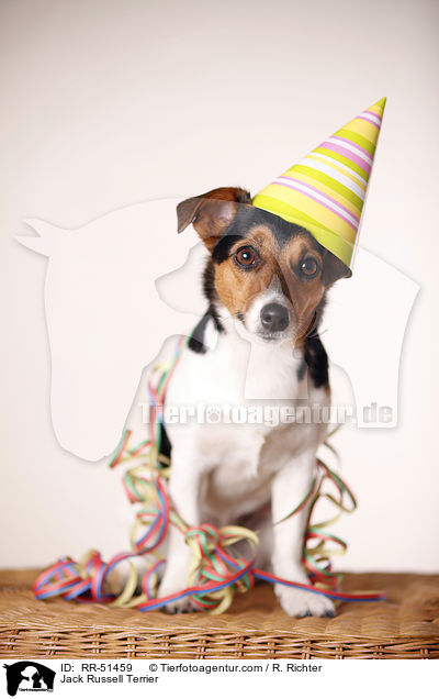 Jack Russell Terrier / Jack Russell Terrier / RR-51459