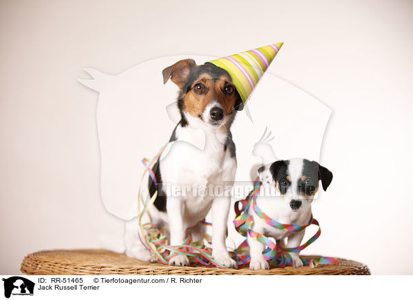Jack Russell Terrier / Jack Russell Terrier / RR-51465
