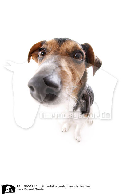 Jack Russell Terrier / RR-51487