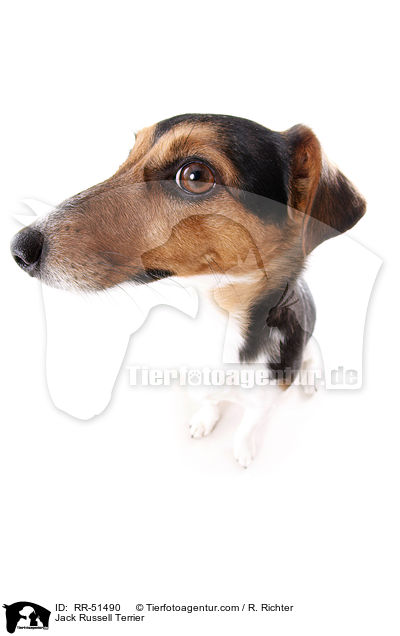 Jack Russell Terrier / Jack Russell Terrier / RR-51490