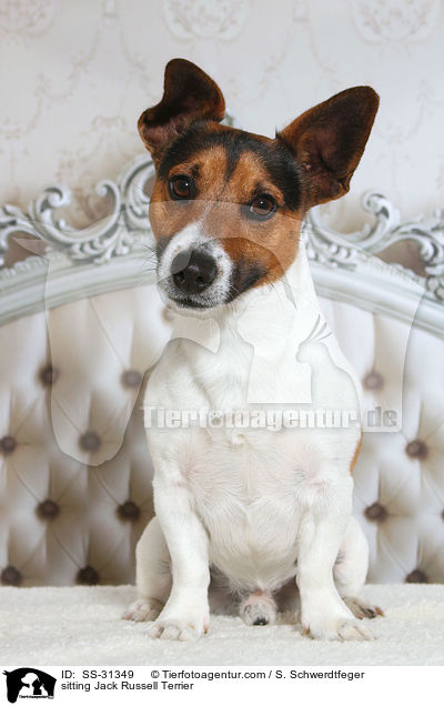sitzender Jack Russell Terrier / sitting Jack Russell Terrier / SS-31349