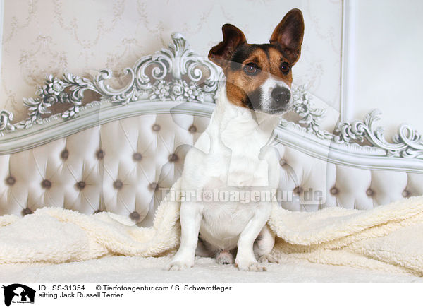 sitzender Jack Russell Terrier / sitting Jack Russell Terrier / SS-31354