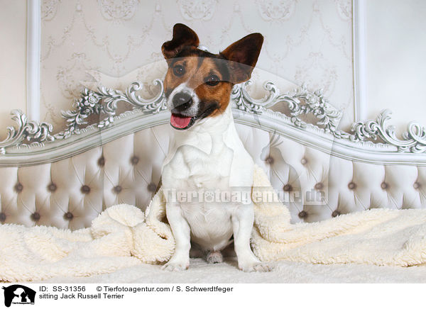 sitzender Jack Russell Terrier / sitting Jack Russell Terrier / SS-31356