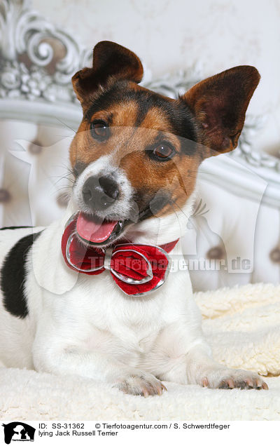 lying Jack Russell Terrier / SS-31362