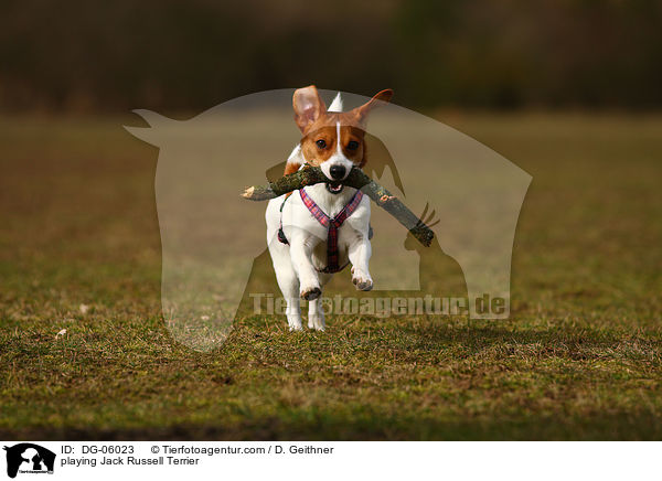spielender Jack Russell Terrier / playing Jack Russell Terrier / DG-06023