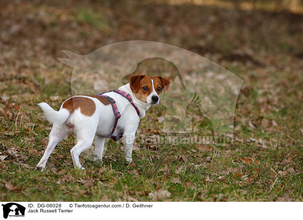 Jack Russell Terrier / Jack Russell Terrier / DG-06028