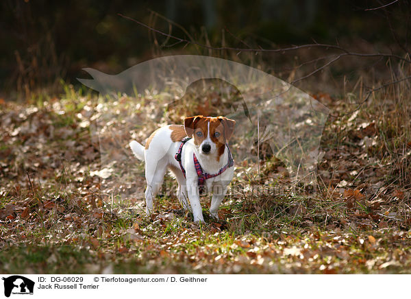 Jack Russell Terrier / Jack Russell Terrier / DG-06029