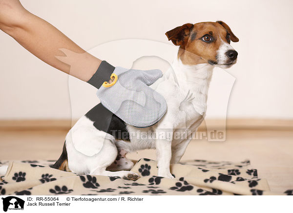 Jack Russell Terrier / Jack Russell Terrier / RR-55064