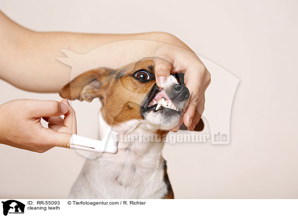Zhne putzen / cleaning teeth / RR-55093