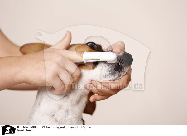 brush teeth / RR-55095