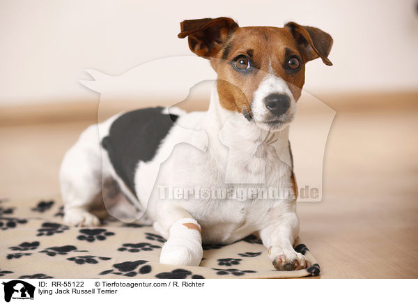 lying Jack Russell Terrier / RR-55122