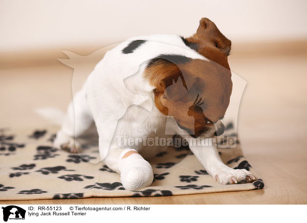 liegender Jack Russell Terrier / lying Jack Russell Terrier / RR-55123
