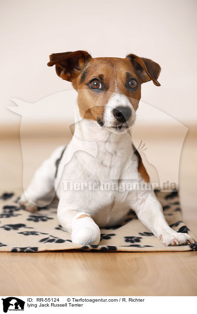 liegender Jack Russell Terrier / lying Jack Russell Terrier / RR-55124