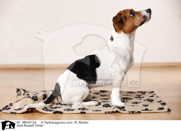 Jack Russell Terrier / Jack Russell Terrier / RR-55125