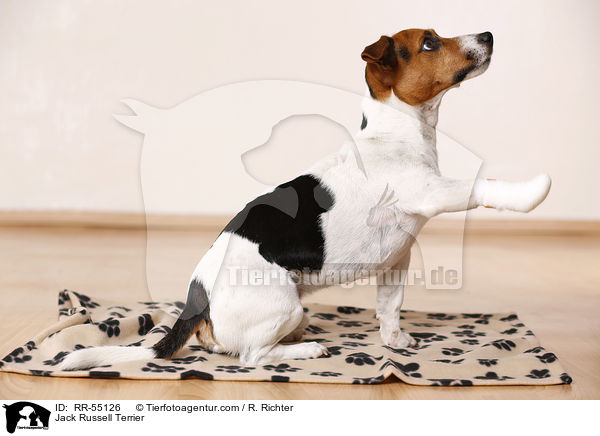 Jack Russell Terrier / Jack Russell Terrier / RR-55126