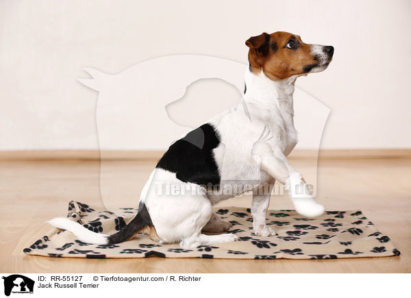 Jack Russell Terrier / Jack Russell Terrier / RR-55127