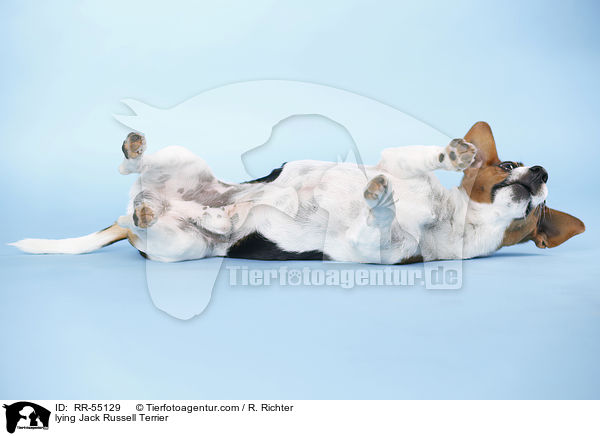 liegender Jack Russell Terrier / lying Jack Russell Terrier / RR-55129