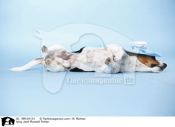 liegender Jack Russell Terrier / lying Jack Russell Terrier / RR-55131