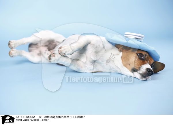 liegender Jack Russell Terrier / lying Jack Russell Terrier / RR-55132