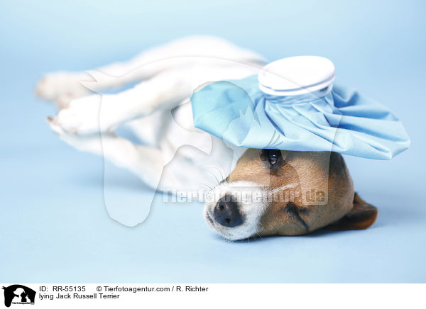 liegender Jack Russell Terrier / lying Jack Russell Terrier / RR-55135