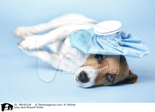 liegender Jack Russell Terrier / lying Jack Russell Terrier / RR-55136