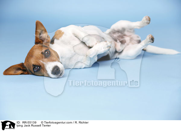 liegender Jack Russell Terrier / lying Jack Russell Terrier / RR-55139