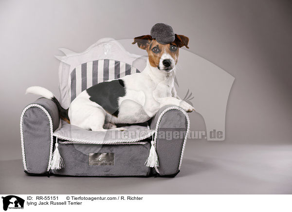 liegender Jack Russell Terrier / lying Jack Russell Terrier / RR-55151