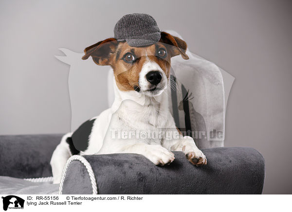 lying Jack Russell Terrier / RR-55156