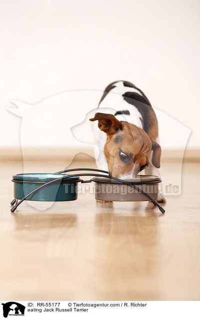 fressender Jack Russell Terrier / eating Jack Russell Terrier / RR-55177