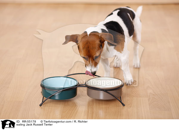 fressender Jack Russell Terrier / eating Jack Russell Terrier / RR-55178