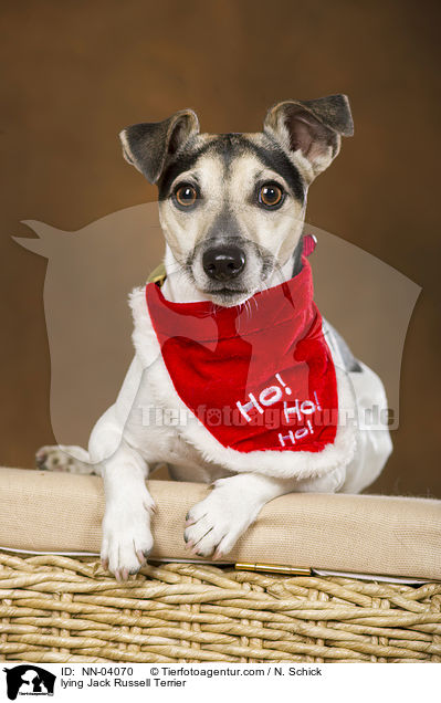 liegender Jack Russell Terrier / lying Jack Russell Terrier / NN-04070