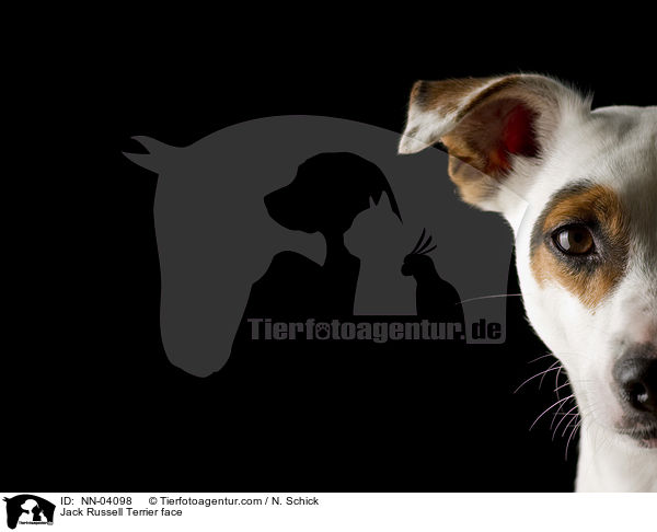 Jack Russell Terrier Gesicht / Jack Russell Terrier face / NN-04098