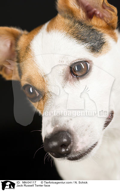 Jack Russell Terrier Gesicht / Jack Russell Terrier face / NN-04117