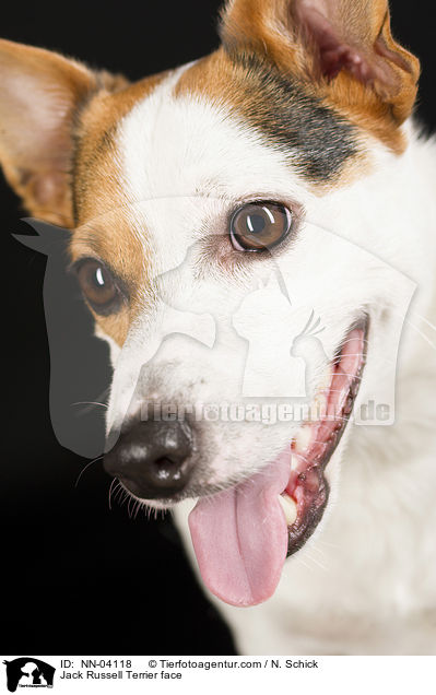 Jack Russell Terrier Gesicht / Jack Russell Terrier face / NN-04118