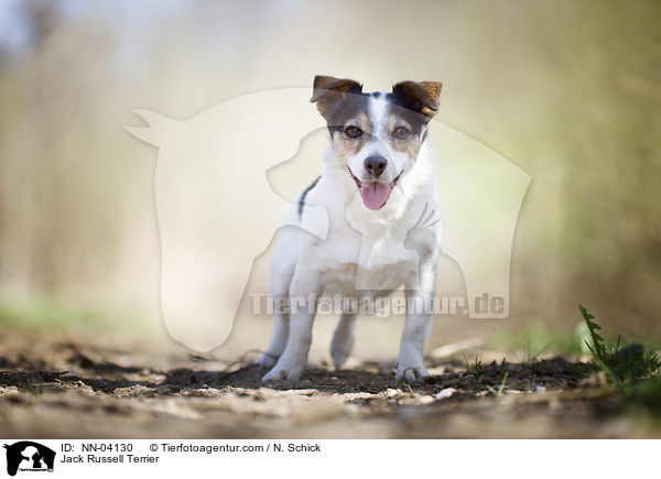 Jack Russell Terrier / Jack Russell Terrier / NN-04130