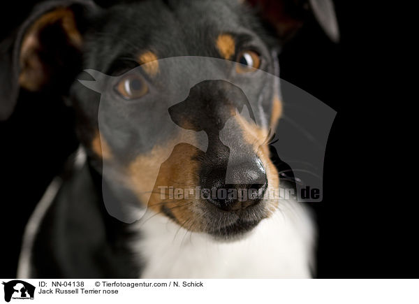 Jack Russell Terrier Nase / Jack Russell Terrier nose / NN-04138