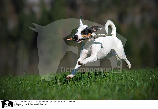 spielender Jack Russell Terrier / playing Jack Russell Terrier / AG-01739