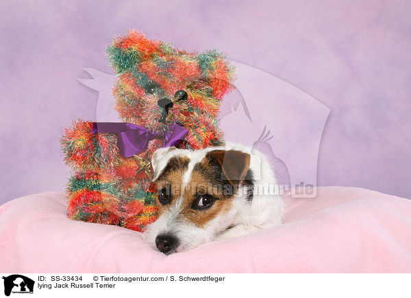 liegender Parson Russell Terrier / lying Parson Russell Terrier / SS-33434