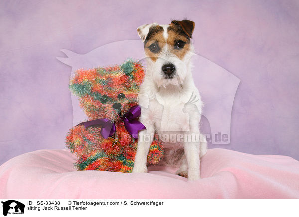 sitzender Parson Russell Terrier / sitting Parson Russell Terrier / SS-33438