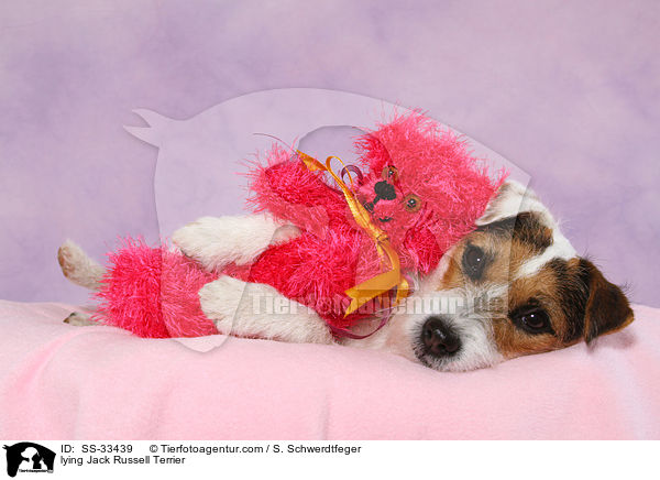 lying Jack Russell Terrier / SS-33439