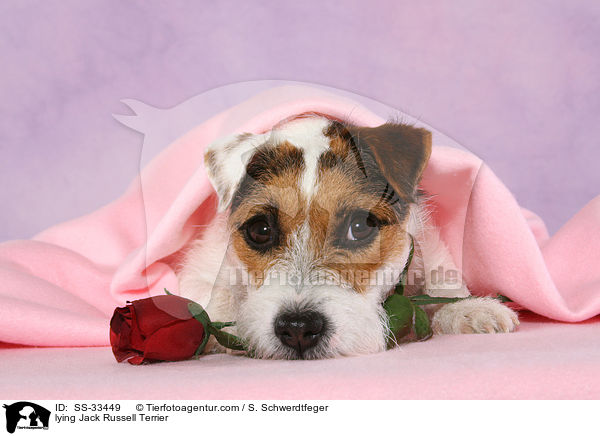 lying Jack Russell Terrier / SS-33449