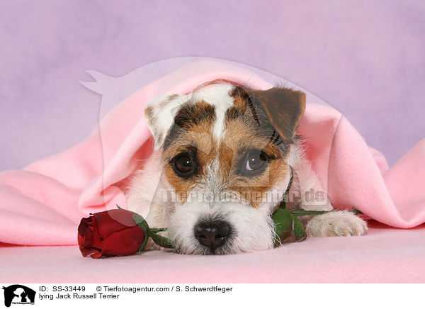 liegender Parson Russell Terrier / lying Parson Russell Terrier / SS-33449