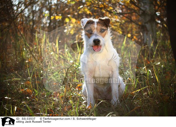 sitzender Parson Russell Terrier / sitting Parson Russell Terrier / SS-33537