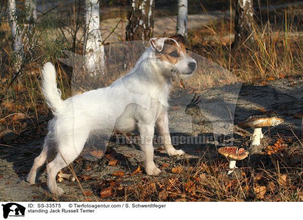 stehender Parson Russell Terrier / standing Parson Russell Terrier / SS-33575