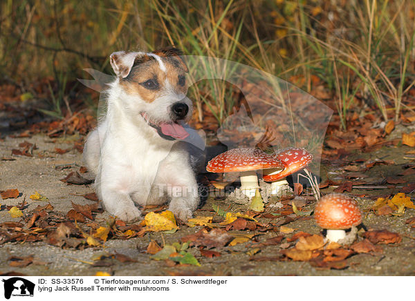 liegender Parson Russell Terrier mit Pilzen / lying Parson Russell Terrier with mushrooms / SS-33576
