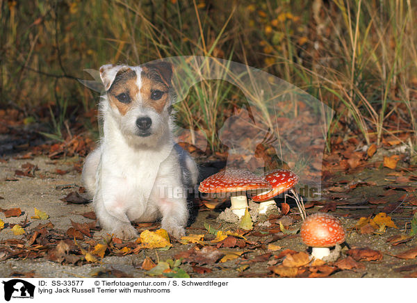 liegender Parson Russell Terrier mit Pilzen / lying Parson Russell Terrier with mushrooms / SS-33577