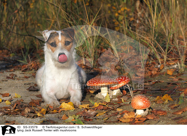 liegender Parson Russell Terrier mit Pilzen / lying Parson Russell Terrier with mushrooms / SS-33578