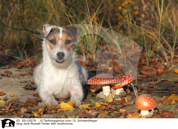liegender Parson Russell Terrier mit Pilzen / lying Parson Russell Terrier with mushrooms / SS-33579
