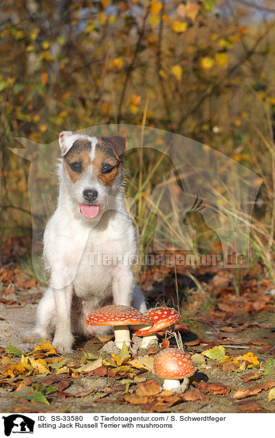 sitzender Parson Russell Terrier mit Pilzen / sitting Parson Russell Terrier with mushrooms / SS-33580